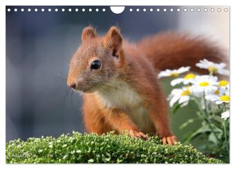 Eichhörnchen Momentaufnahmen fürs Herz (Wandkalender 2026 DIN A4 quer), CALVENDO Monatskalender