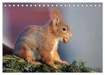 Eichhörnchen Momentaufnahmen fürs Herz (Tischkalender 2026 DIN A5 quer), CALVENDO Monatskalender