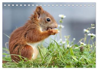 Eichhörnchen Momentaufnahmen fürs Herz (Tischkalender 2026 DIN A5 quer), CALVENDO Monatskalender