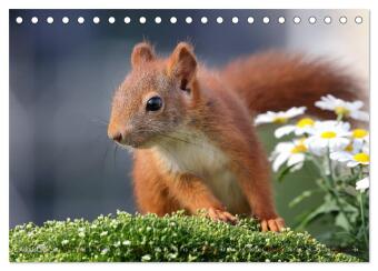 Eichhörnchen Momentaufnahmen fürs Herz (Tischkalender 2026 DIN A5 quer), CALVENDO Monatskalender