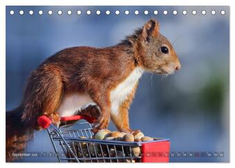 Eichhörnchen Momentaufnahmen fürs Herz (Tischkalender 2026 DIN A5 quer), CALVENDO Monatskalender