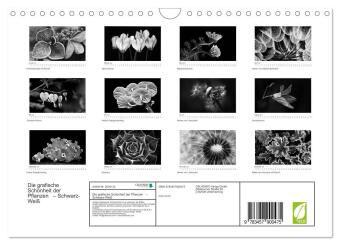 Die grafische Schönheit der Pflanzen - Schwarz-Weiß (Wandkalender 2026 DIN A4 quer), CALVENDO Monatskalender