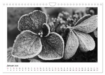 Die grafische Schönheit der Pflanzen - Schwarz-Weiß (Wandkalender 2026 DIN A4 quer), CALVENDO Monatskalender