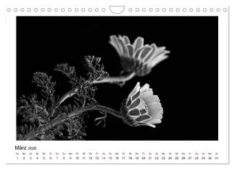 Die grafische Schönheit der Pflanzen - Schwarz-Weiß (Wandkalender 2026 DIN A4 quer), CALVENDO Monatskalender