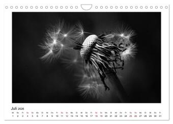 Die grafische Schönheit der Pflanzen - Schwarz-Weiß (Wandkalender 2026 DIN A4 quer), CALVENDO Monatskalender