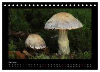 Pilzgalerie - Heimische Pilze aus der Region Rheinland-Pfalz (Tischkalender 2026 DIN A5 quer), CALVENDO Monatskalender