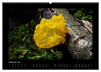 Pilzgalerie - Heimische Pilze aus der Region Rheinland-Pfalz (Wandkalender 2026 DIN A2 quer), CALVENDO Monatskalender