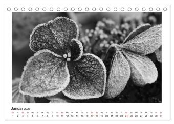 Die grafische Schönheit der Pflanzen - Schwarz-Weiß (Tischkalender 2026 DIN A5 quer), CALVENDO Monatskalender