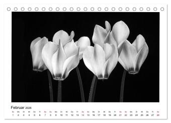 Die grafische Schönheit der Pflanzen - Schwarz-Weiß (Tischkalender 2026 DIN A5 quer), CALVENDO Monatskalender
