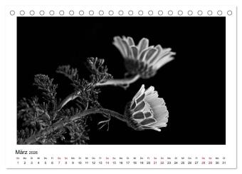 Die grafische Schönheit der Pflanzen - Schwarz-Weiß (Tischkalender 2026 DIN A5 quer), CALVENDO Monatskalender