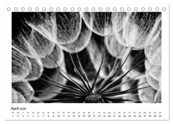 Die grafische Schönheit der Pflanzen - Schwarz-Weiß (Tischkalender 2026 DIN A5 quer), CALVENDO Monatskalender