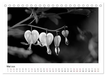 Die grafische Schönheit der Pflanzen - Schwarz-Weiß (Tischkalender 2026 DIN A5 quer), CALVENDO Monatskalender