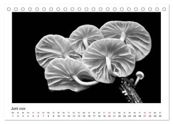 Die grafische Schönheit der Pflanzen - Schwarz-Weiß (Tischkalender 2026 DIN A5 quer), CALVENDO Monatskalender