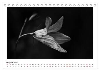 Die grafische Schönheit der Pflanzen - Schwarz-Weiß (Tischkalender 2026 DIN A5 quer), CALVENDO Monatskalender