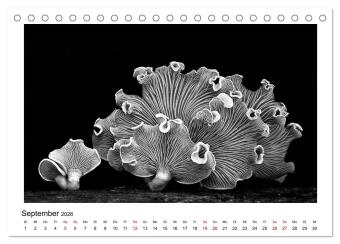 Die grafische Schönheit der Pflanzen - Schwarz-Weiß (Tischkalender 2026 DIN A5 quer), CALVENDO Monatskalender