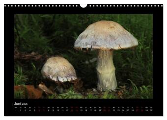 Pilzgalerie - Heimische Pilze aus der Region Rheinland-Pfalz (Wandkalender 2026 DIN A3 quer), CALVENDO Monatskalender