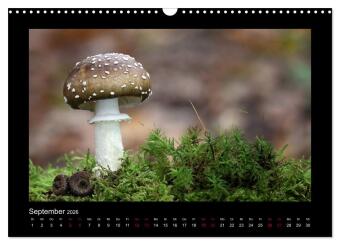 Pilzgalerie - Heimische Pilze aus der Region Rheinland-Pfalz (Wandkalender 2026 DIN A3 quer), CALVENDO Monatskalender