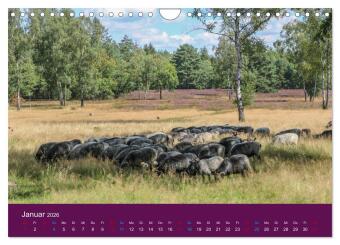 Die Heide blüht (Wandkalender 2026 DIN A4 quer), CALVENDO Monatskalender