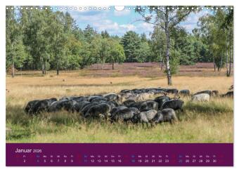 Die Heide blüht (Wandkalender 2026 DIN A3 quer), CALVENDO Monatskalender