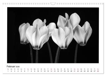 Die grafische Schönheit der Pflanzen - Schwarz-Weiß (Wandkalender 2026 DIN A3 quer), CALVENDO Monatskalender