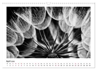 Die grafische Schönheit der Pflanzen - Schwarz-Weiß (Wandkalender 2026 DIN A3 quer), CALVENDO Monatskalender