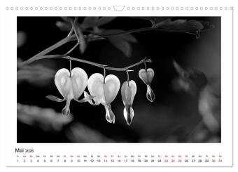 Die grafische Schönheit der Pflanzen - Schwarz-Weiß (Wandkalender 2026 DIN A3 quer), CALVENDO Monatskalender