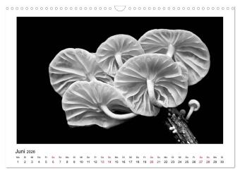 Die grafische Schönheit der Pflanzen - Schwarz-Weiß (Wandkalender 2026 DIN A3 quer), CALVENDO Monatskalender