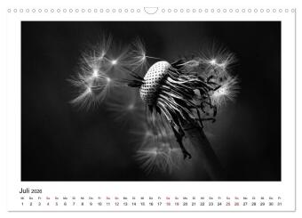 Die grafische Schönheit der Pflanzen - Schwarz-Weiß (Wandkalender 2026 DIN A3 quer), CALVENDO Monatskalender