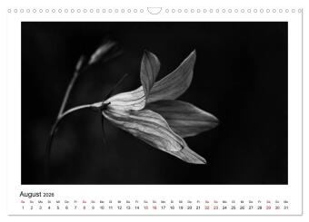 Die grafische Schönheit der Pflanzen - Schwarz-Weiß (Wandkalender 2026 DIN A3 quer), CALVENDO Monatskalender