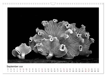 Die grafische Schönheit der Pflanzen - Schwarz-Weiß (Wandkalender 2026 DIN A3 quer), CALVENDO Monatskalender