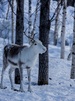 Weihnachtszeit in Lappland
