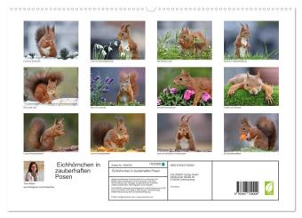 Eichhörnchen in zauberhaften Posen (hochwertiger Premium Wandkalender 2026 DIN A2 quer), Kunstdruck in Hochglanz
