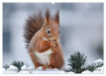 Eichhörnchen in zauberhaften Posen (hochwertiger Premium Wandkalender 2026 DIN A2 quer), Kunstdruck in Hochglanz