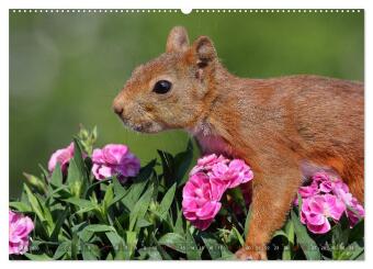 Eichhörnchen in zauberhaften Posen (hochwertiger Premium Wandkalender 2026 DIN A2 quer), Kunstdruck in Hochglanz