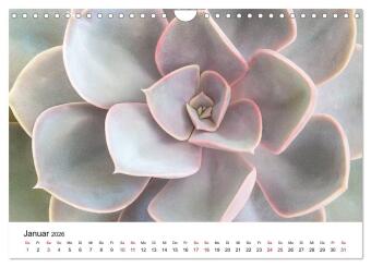 Sukkulenten Galerie (Wandkalender 2026 DIN A4 quer), CALVENDO Monatskalender