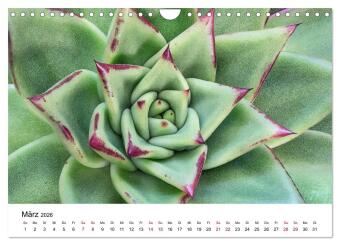 Sukkulenten Galerie (Wandkalender 2026 DIN A4 quer), CALVENDO Monatskalender