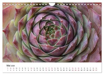 Sukkulenten Galerie (Wandkalender 2026 DIN A4 quer), CALVENDO Monatskalender