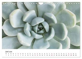 Sukkulenten Galerie (Wandkalender 2026 DIN A4 quer), CALVENDO Monatskalender