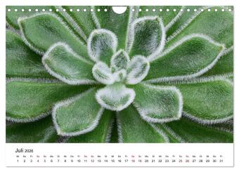 Sukkulenten Galerie (Wandkalender 2026 DIN A4 quer), CALVENDO Monatskalender