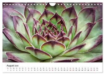 Sukkulenten Galerie (Wandkalender 2026 DIN A4 quer), CALVENDO Monatskalender