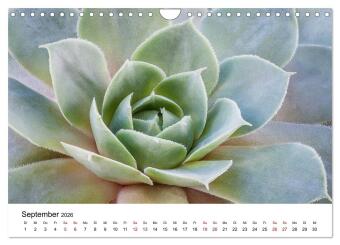Sukkulenten Galerie (Wandkalender 2026 DIN A4 quer), CALVENDO Monatskalender
