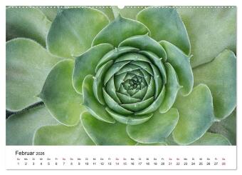 Sukkulenten Galerie (Wandkalender 2026 DIN A2 quer), CALVENDO Monatskalender