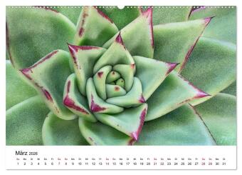 Sukkulenten Galerie (Wandkalender 2026 DIN A2 quer), CALVENDO Monatskalender