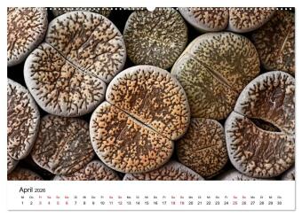 Sukkulenten Galerie (Wandkalender 2026 DIN A2 quer), CALVENDO Monatskalender