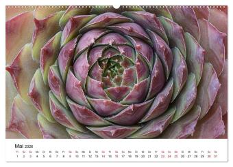 Sukkulenten Galerie (Wandkalender 2026 DIN A2 quer), CALVENDO Monatskalender