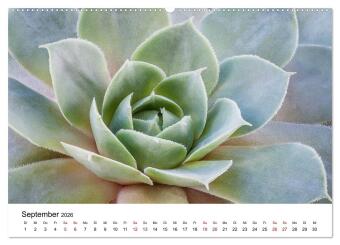 Sukkulenten Galerie (Wandkalender 2026 DIN A2 quer), CALVENDO Monatskalender