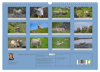 Ganz schön Schaf (Wandkalender 2026 DIN A3 quer), CALVENDO Monatskalender