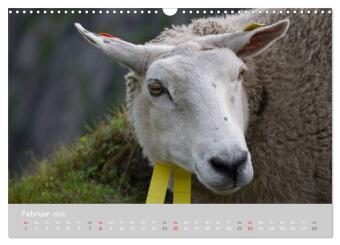 Ganz schön Schaf (Wandkalender 2026 DIN A3 quer), CALVENDO Monatskalender