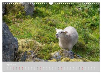 Ganz schön Schaf (Wandkalender 2026 DIN A3 quer), CALVENDO Monatskalender