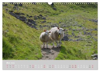 Ganz schön Schaf (Wandkalender 2026 DIN A3 quer), CALVENDO Monatskalender